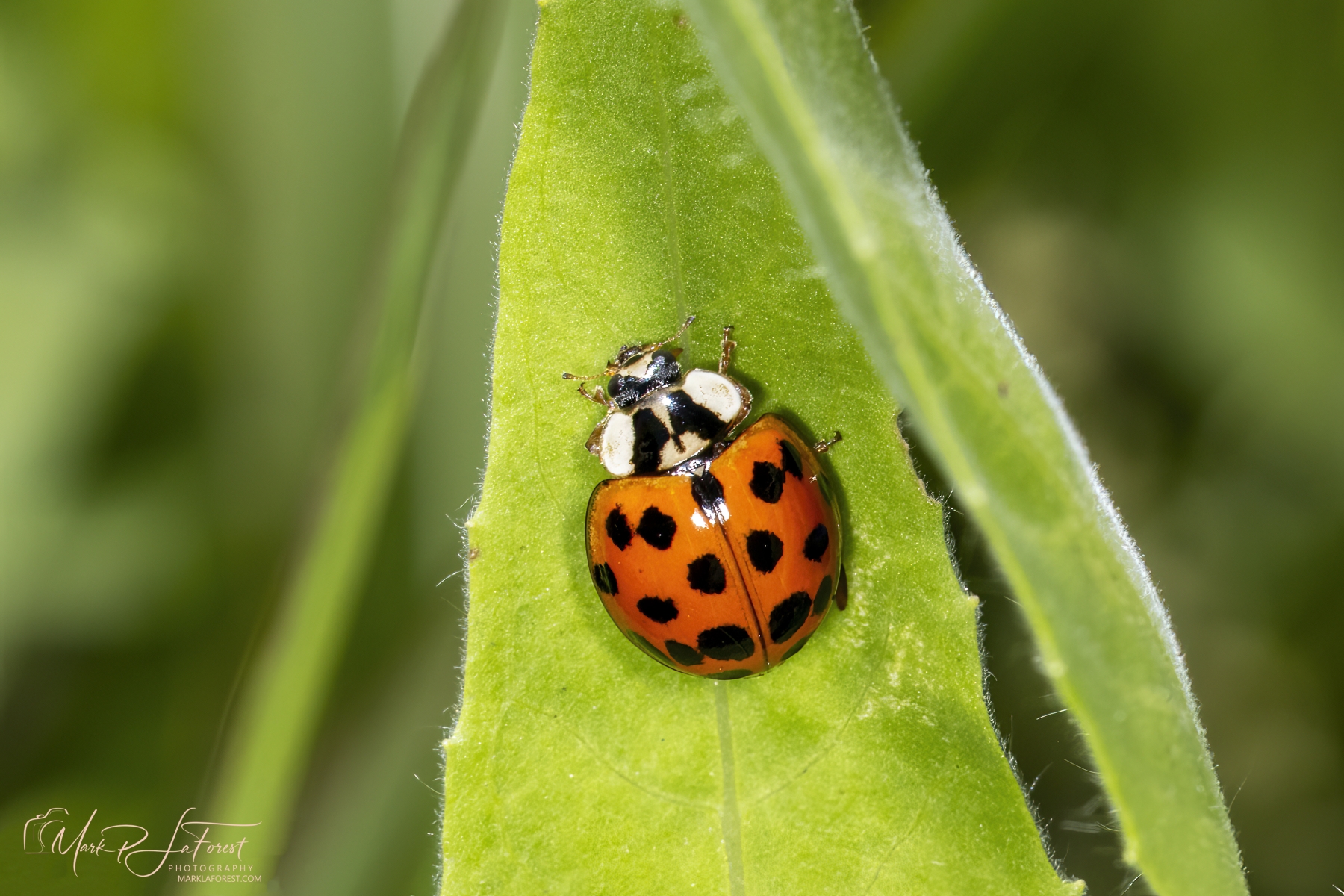 Asian Ladybug, Austin, Texas